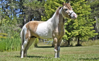 Buckskin Miniature Horse Filly Miniatures for Georgetown, KY