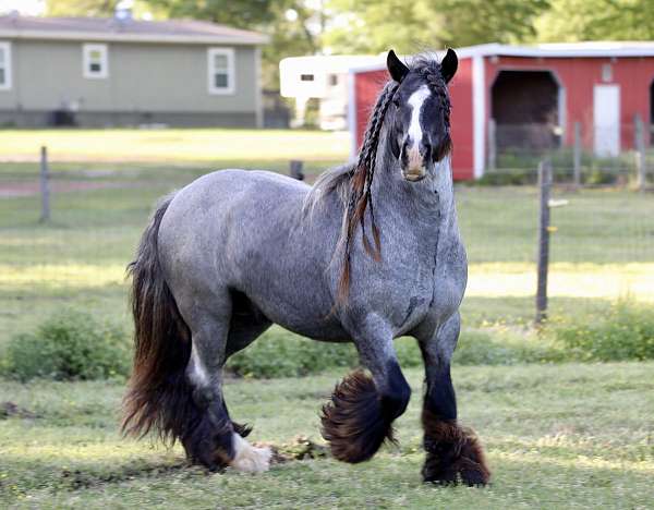 Blue Roan Stallion Gypsy Vanner for Timpson, TX