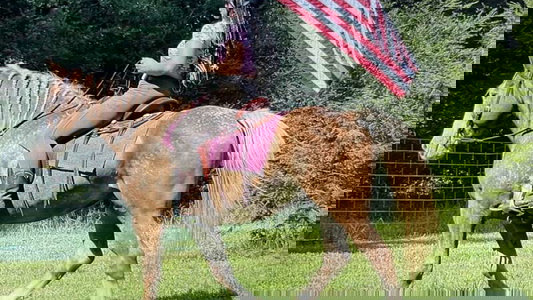 Red Dun Appaloosa Gelding