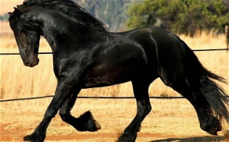 Imported Filly Friesians for Layton, UT