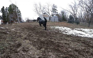 Freshly Imported Stallion Friesians for Layton, UT