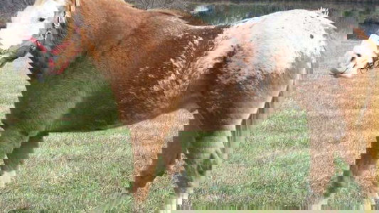 Sorrel Appaloosa Gelding