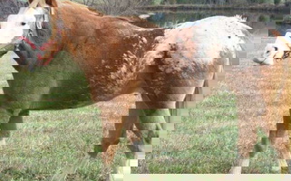 Sorrel Appaloosa Gelding Appaloosas for Asheboro, NC