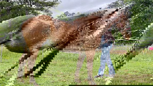 Appaloosa Gelding