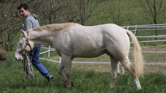 Perlino AQHA Quarter Horse Gelding