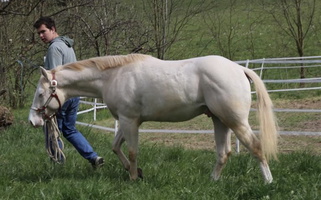 Perlino AQHA Quarter Horse Gelding Quarter for Heber, UT