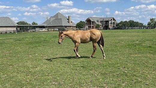 Dun Stallion AQHA