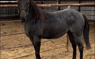 Blue Roan Quarter Horse Mare Quarter for Chandler, TX