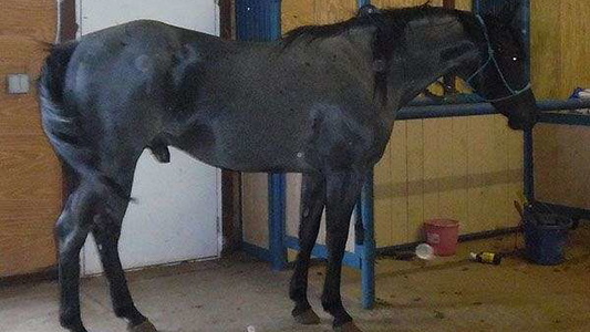 Blue Roan Quarter Horse Stallion