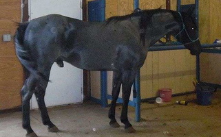 Blue Roan Quarter Horse Stallion Quarter for Snyder, OK