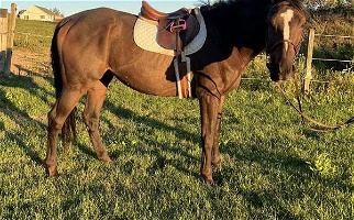 Bay Thoroughbred Gelding Thoroughbred for Schoharie, NY