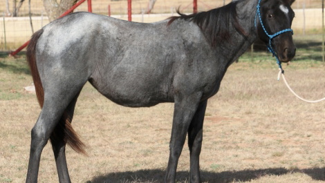 Blue Roan Quarter Horse Filly