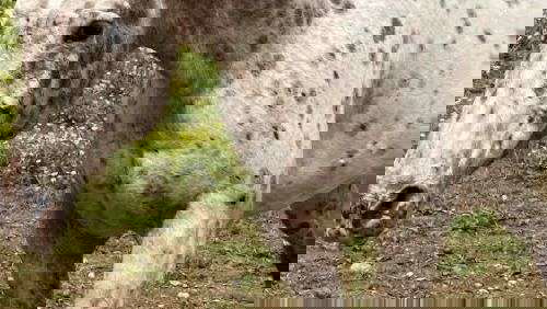 Appaloosa Mare White
