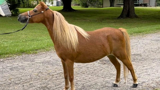 Sorrel Miniature Mare