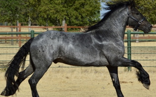 Blue Roan Friesian Stallion Friesians for Fort Worth, TX