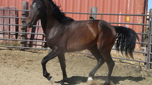 Sport Horse Stallion