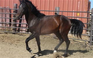 Sport Horse Stallion Morgan for Afton, NY