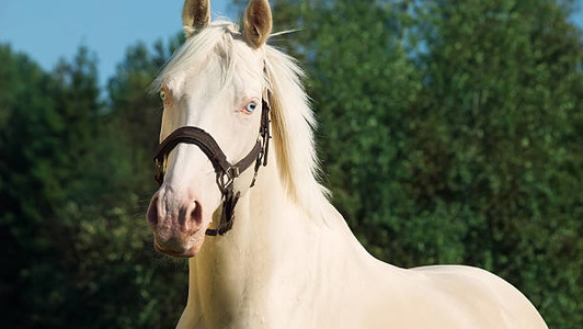 Cremello AQHA Quarter Horse Stallion