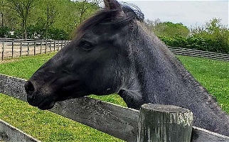 Tennessee Walking Mare Tennessee Walking Horse for Waynesville, OH