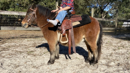 Bay Miniature Gelding