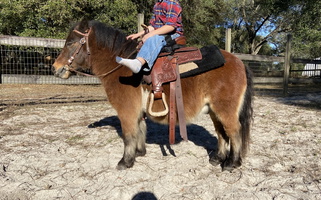 Bay Miniature Gelding Miniatures for Lexington, KY