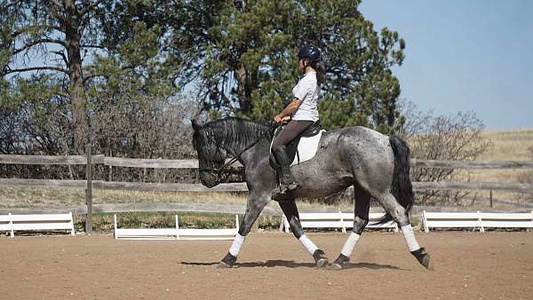 Blue Roan Percheron Gelding