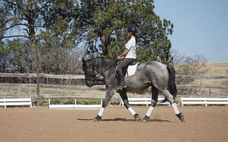 Blue Roan Percheron Gelding Percheron for Franktown, CO