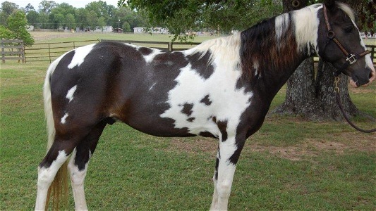 Black and White Paint Stallion