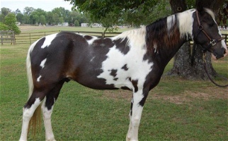 Black and White Paint Stallion Paints for Burleson, TX