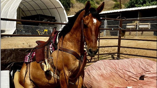 Pretty Dun Ranch Gelding