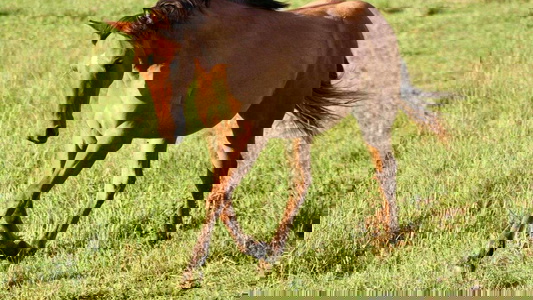 Dun Quarter Horse Filly