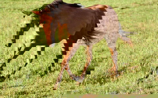 Dun Quarter Horse Filly Quarter for Ozark, AR