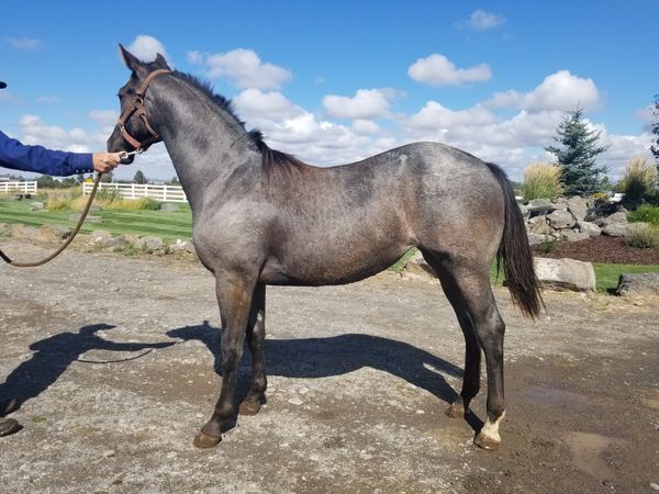 BLUE ROAN AQHA QUARTER HORSE FILLY Quarter for Pearsall, TX