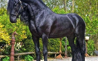 Imported KFPS Friesian Stallion Friesians for Milton-Freewater, OR