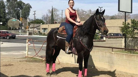 Bay Morgan Mare