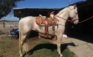 Cremello Andalusian Stallion Andalusian for Los Angeles, CA