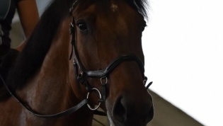 Dun Swedish Warmblood Gelding