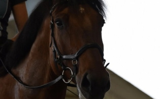 Dun Swedish Warmblood Gelding Swedish Warmblood for Wakeman, OH
