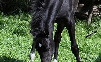 Black Arabian Colt Arabian for Hubbard, OH