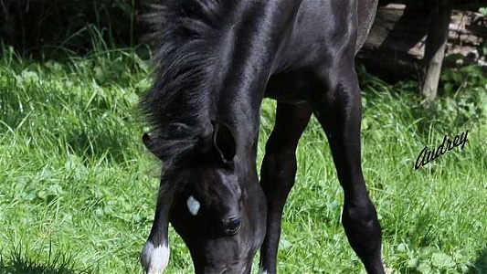 Black Arabian Colt