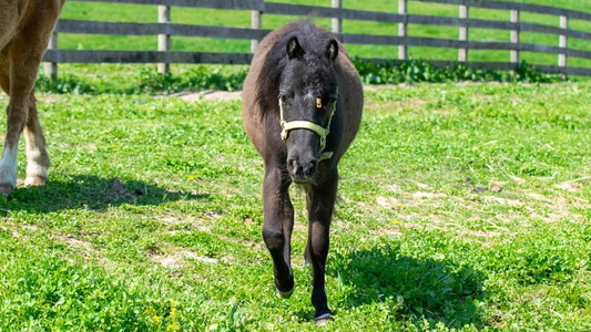 Adopt Liberty a Black Miniature