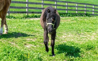Adopt Liberty a Black Miniature Miniatures for Simpsonville, KY
