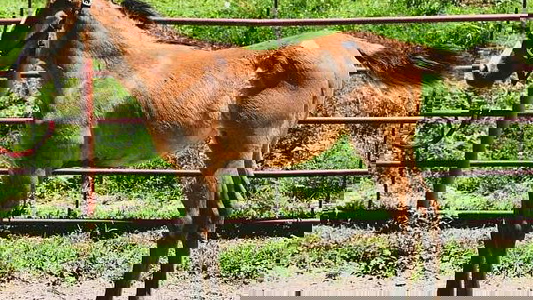 Dun Appaloosa Filly