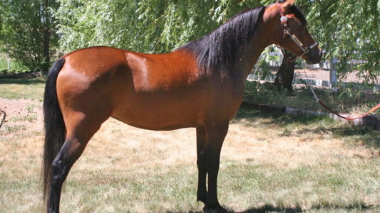 Reg. Morgan Mare