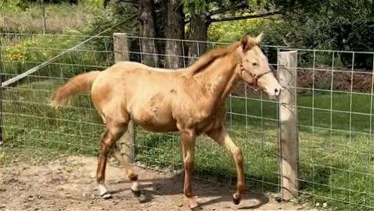 Champagne Quarter Horse Filly
