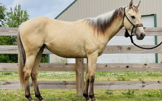 Dun AQHA Quarter Horse Filly Quarter for Seneca, SC