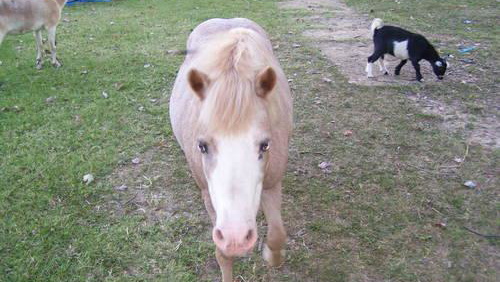 Miniature Horse Stallion