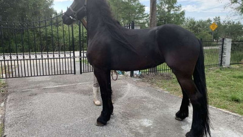 Black Friesian Gelding