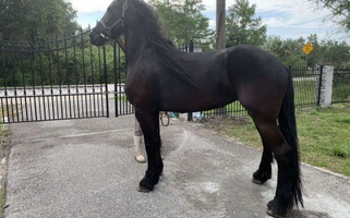 Black Friesian Gelding Friesians for Payson, UT