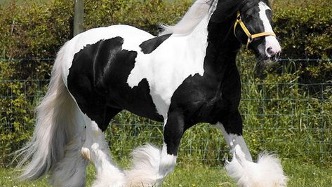 Black Gypsian Stallion